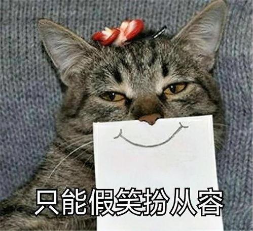娱乐吃瓜君猫生气歌,萌宠音乐新潮流