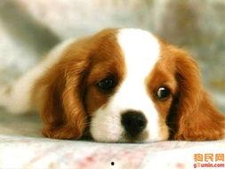 娱乐吃瓜酱安乐狗狗,娱乐吃瓜酱的温馨故事