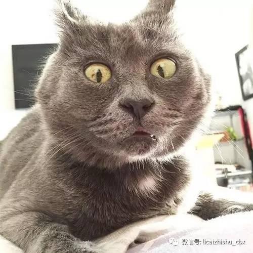 娱乐吃瓜君猫带体检